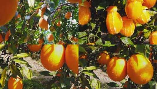 橙子产地高清在线视频素材下载
