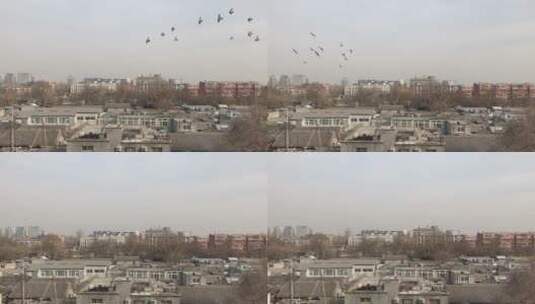 北京胡同屋顶鸽子飞过高清在线视频素材下载