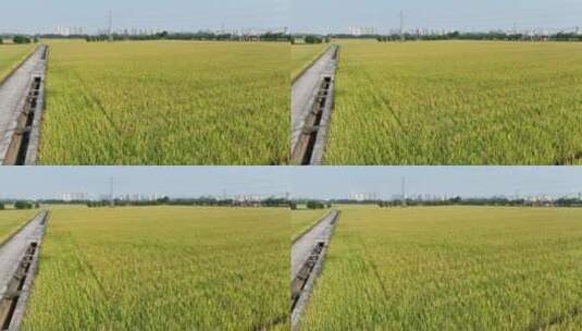 航拍水稻稻田高清在线视频素材下载
