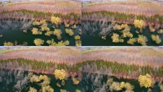 4K航拍秋天飞越白桦树树林和平静的湖泊高清在线视频素材下载