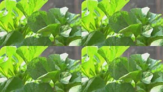 4K阳光下雨滴落在成熟丰收的蔬菜叶片上高清在线视频素材下载