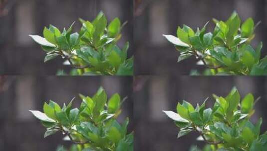 慢镜头沐浴在阳光和雨中的绿色植物特写高清在线视频素材下载