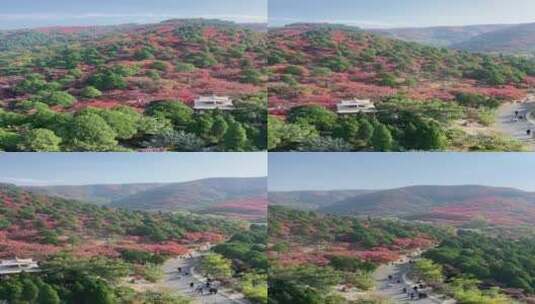 济南红叶谷景区，红叶满山迎来最佳观赏高清在线视频素材下载