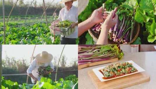 红菜苔素材高清在线视频素材下载