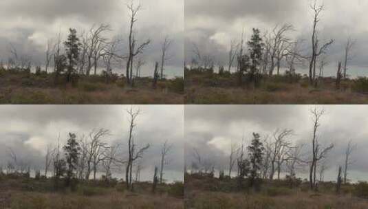 夏威夷枯树景观高清在线视频素材下载