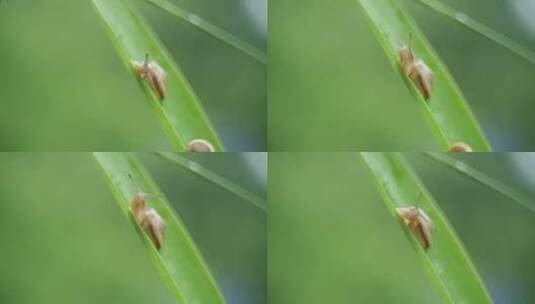竹叶蜗牛高清在线视频素材下载