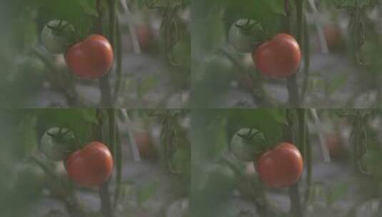 三农番茄高清在线视频素材下载