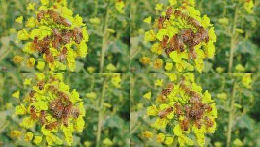春天的油菜花上密密麻麻的蜜蜂采蜜慢镜头高清在线视频素材下载