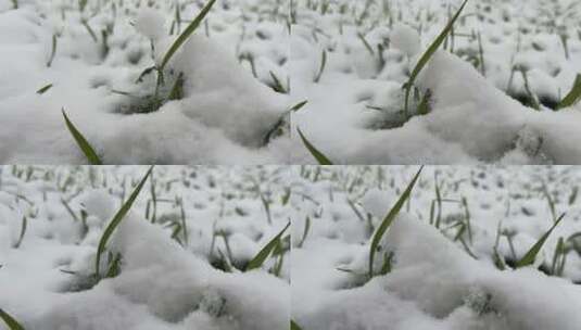 冬天的白雪视频高清在线视频素材下载