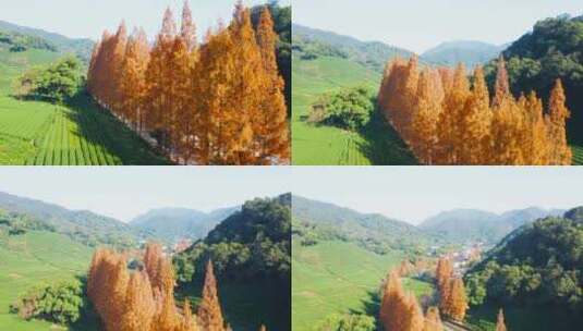 杭州梅家坞梅灵路秋色水杉林航拍高清在线视频素材下载