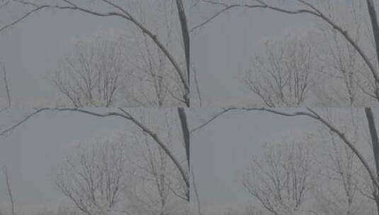 中国华北东北冬季春节新年树木雾凇自然户外高清在线视频素材下载