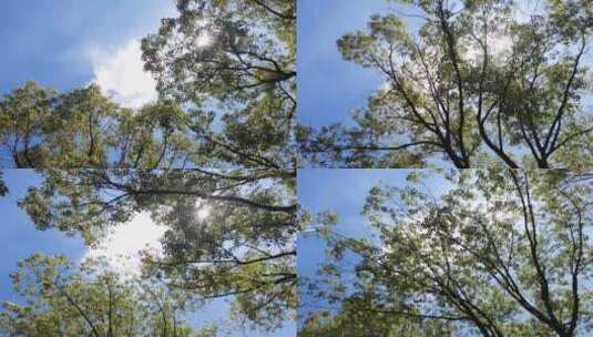 夏天阳光穿过树叶子特写视频素材高清在线视频素材下载