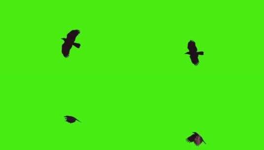 展翅飞翔的老鹰绿幕抠像高清在线视频素材下载