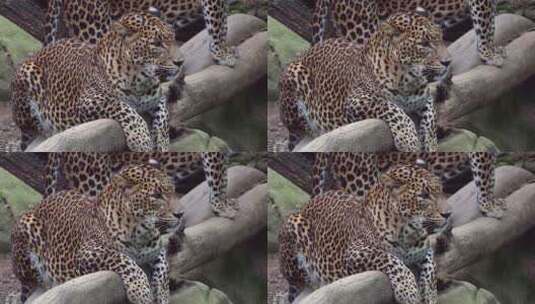 动物园里的豹子高清在线视频素材下载