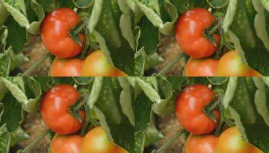 番茄 西红柿种植高清在线视频素材下载