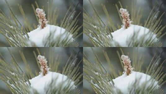 风景 冬季 冬天 雪景 下雪高清在线视频素材下载