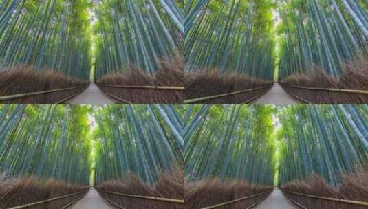 蜀南竹海竹林空镜头高清在线视频素材下载