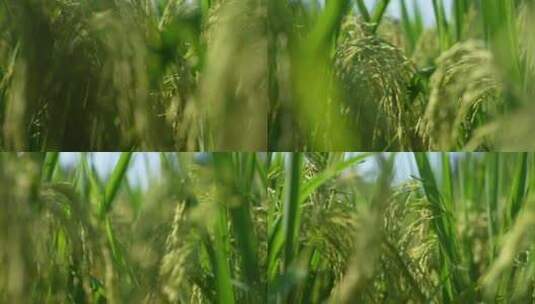 水稻 稻田农业 农村 丰收 夏季高清在线视频素材下载
