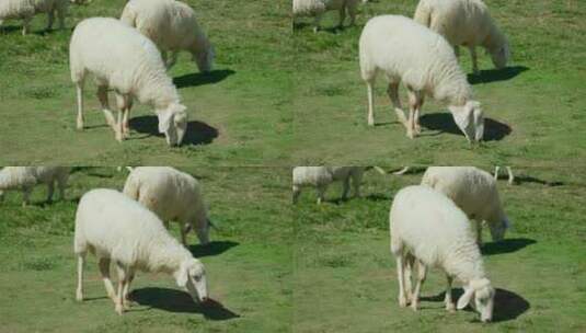 萨达羊在意大利的田野里吃草高清在线视频素材下载