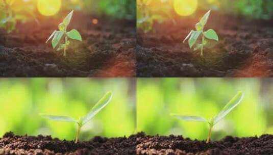 4K植物幼苗高清在线视频素材下载