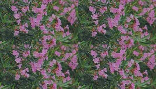 粉色花卉花丛高清在线视频素材下载