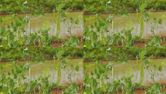 田边的豌豆蓝豆高清在线视频素材下载