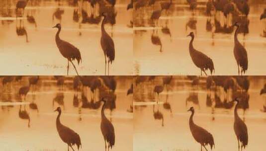 夕阳下的沼泽水鸟高清在线视频素材下载