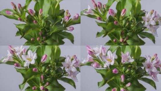 绶带花开花延时摄影高清在线视频素材下载