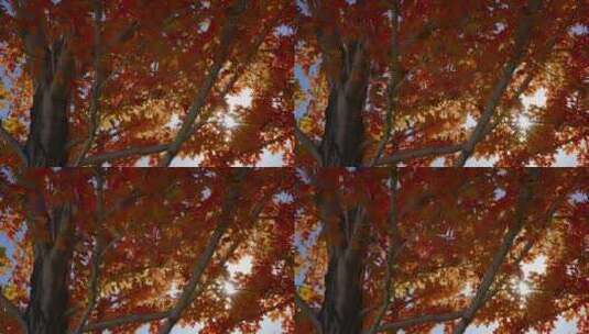 秋天公园的枫树高清在线视频素材下载