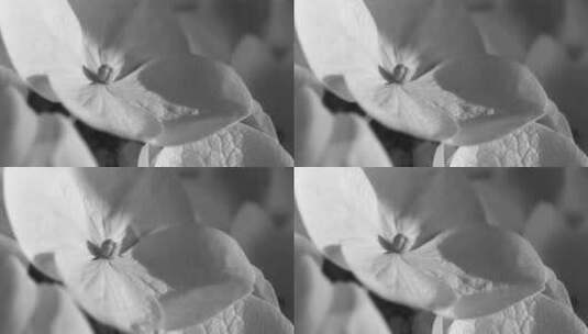 水滴掉落在花瓣上高清在线视频素材下载