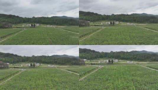 贵州大棚蔬菜生产基地高清在线视频素材下载