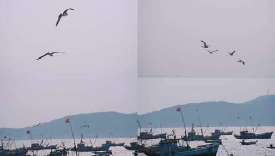 海面海浪上飞翔的海鸥高清在线视频素材下载