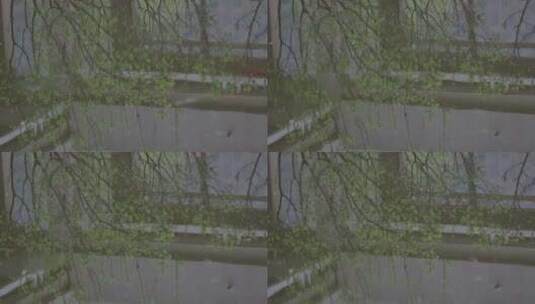 春天湖边柳树高清在线视频素材下载