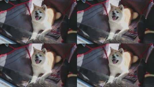 秋田犬躺在后座吊床上享受乘车旅行高清在线视频素材下载