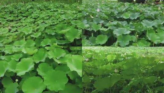 荷花植物实拍高清在线视频素材下载