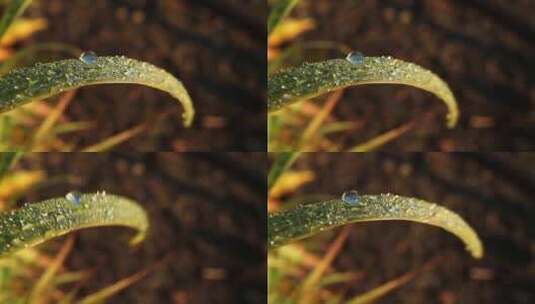 雨后野草叶片上的晨露。大叶片上晨露的特写高清在线视频素材下载