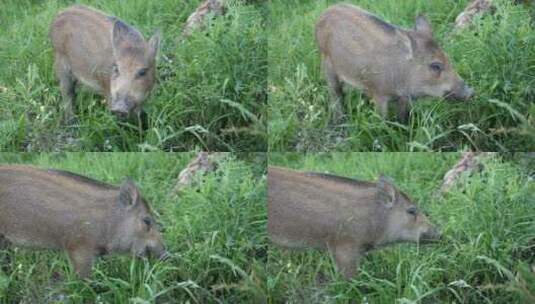 草地上的野猪高清在线视频素材下载