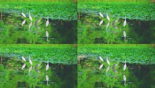 杭州西湖茅家埠江南湿地白鹭高清在线视频素材下载