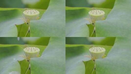 夏雨，水滴打在莲蓬上的慢动作特写高清在线视频素材下载