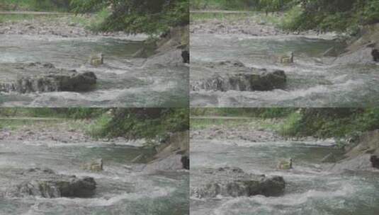 清澈的溪水在山涧流动高清在线视频素材下载