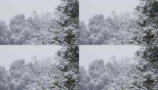 雪，冬天，秋天，暴雪娱乐高清在线视频素材下载