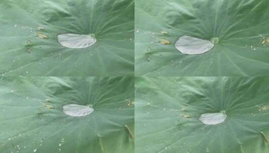 雨水滴在荷叶上摇摆移动高清在线视频素材下载