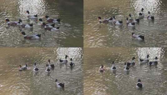水里快乐游动的鸭子高清在线视频素材下载
