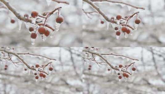 （冬）冰天雪地一抹红特写高清在线视频素材下载