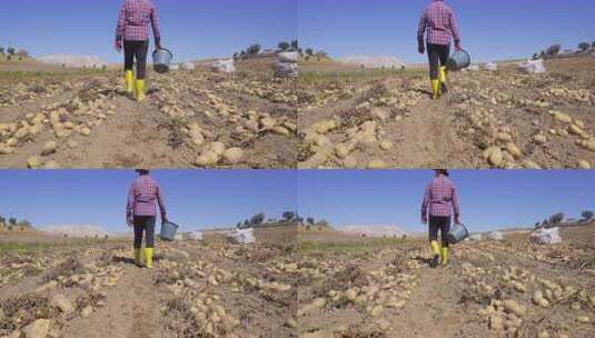 在马铃薯地里工作的工人。高清在线视频素材下载
