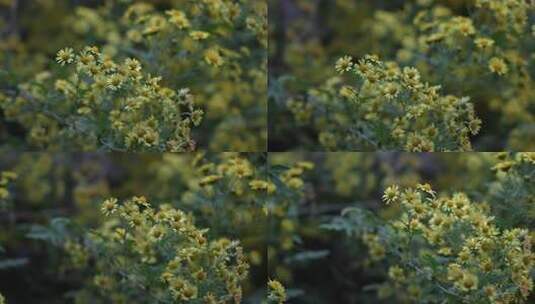 秋天的野菊花高清在线视频素材下载