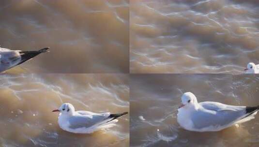 海边 海鸥 大海 冬季 群居鸟类 动物 飞禽高清在线视频素材下载