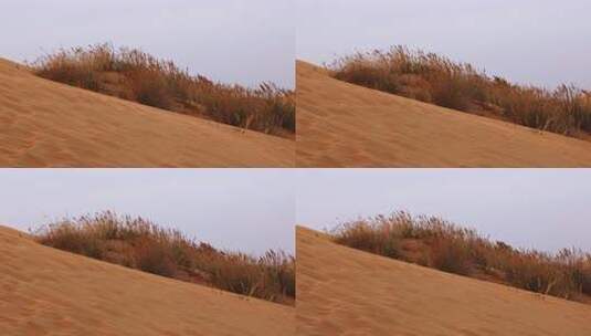 沙漠绿洲中顽强生长的芦苇高清在线视频素材下载