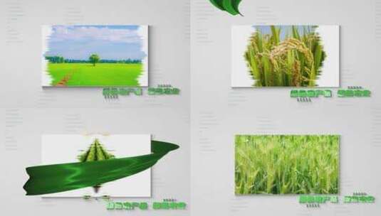 绿色农业农产品图文展示高清AE视频素材下载