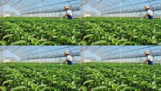 大棚内农民劳作种植蔬菜高清在线视频素材下载